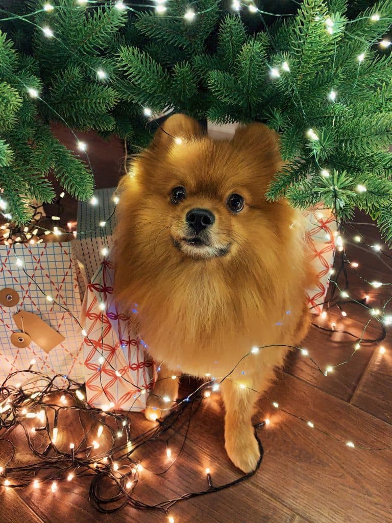 Cover Image for Doggy December: Dogs Stay for Free!